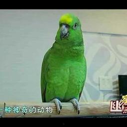 家有搞笑宠物江西卫视