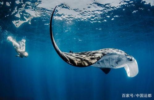 剑射鱼图片,捕捉瞬间之美